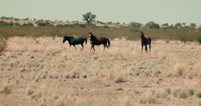 Three horses strolling across Namibia&rsquo;s arid desert landscape with dry bushes under clear daylight, capturing natural movement and the vast, serene environment.