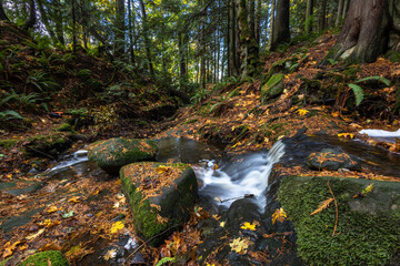 stream in the forest