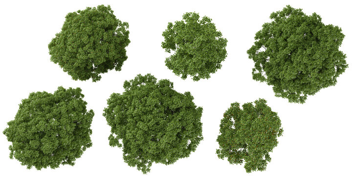 Collection of Fraxinus trees on transparent background from the top view