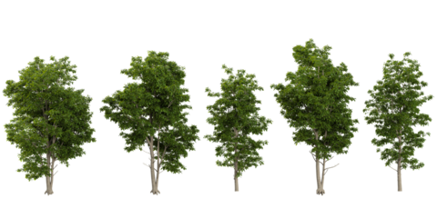 Collection of Michelia trees on transparent background