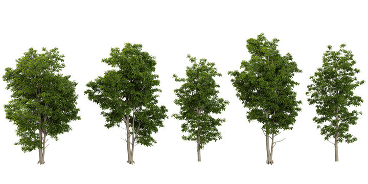 Collection of Michelia trees on transparent background
