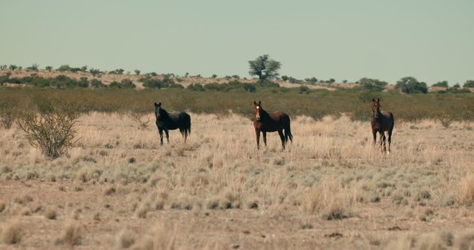 Three horses strolling across Namibia&rsquo;s arid desert landscape with dry bushes under clear daylight, capturing natural movement and the vast, serene environment.