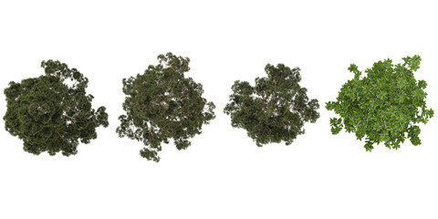 Collection of Michelia,Pinus trees on transparent background from the top view