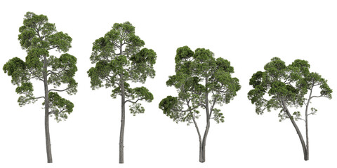 Fototapeta premium set of Pinus trees on transparent background