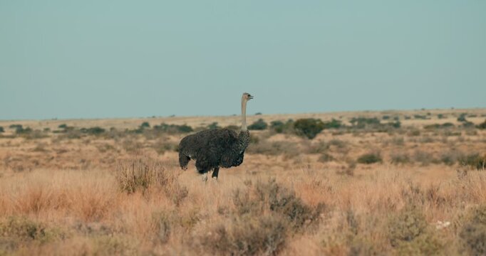 Evening shot of a wild ostrich moving through desert bushes in Namibia, lit by warm fading light, capturing natural wildlife behavior in a vast open landscape.