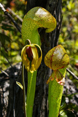 Two pitchers and flower of the California Cobra Lily (Darlingtonia californica) in natural habitat in Northern California