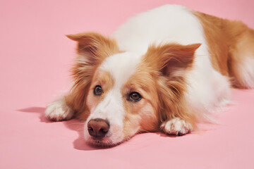 The dog lays calmly with head on paws, eyes gently open. The pink tone softens the relaxed mood.