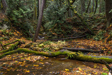 forest in autumn