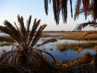 Egypte, coucher de soleil sur l'Oasis de Siwa