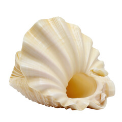 Creamy sea shell with soft ridges and open center on dark background, shell closeup highlights smooth texture and gentle curves, shell decor for summer memories and coastal dream mood
