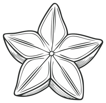 Star fruit starfruit illustration isolated on a white background