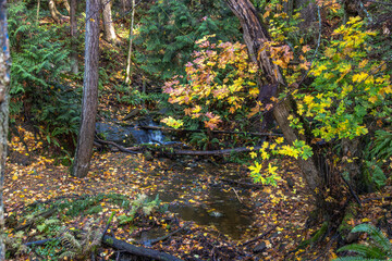 autumn leaves on the ground