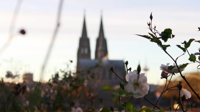 the dom church of cologne plant blur 4k 25fps video