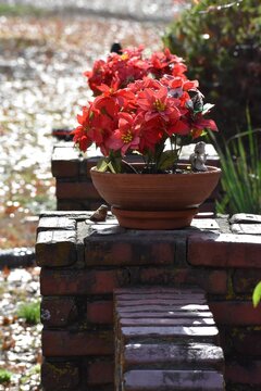 Flower Arranagement ina  Garden