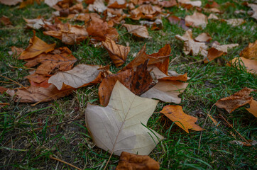 Fallen Autumn Leaves on Grass Close-Up