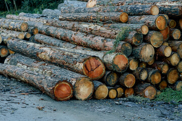 Cut trees stacked on top of each other in the forest before transportation. Preparing firewood for the winter.