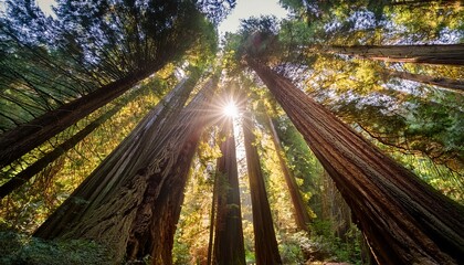 sunlight through tall redwood trees
