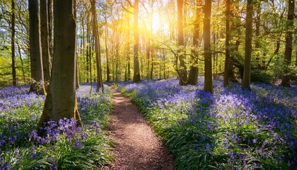 sunlit forest path through vibrant bluebells