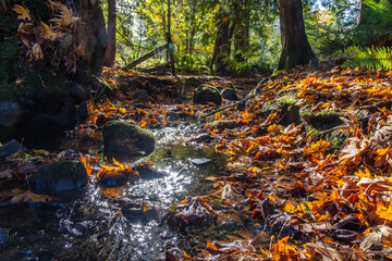 autumn leaves in water