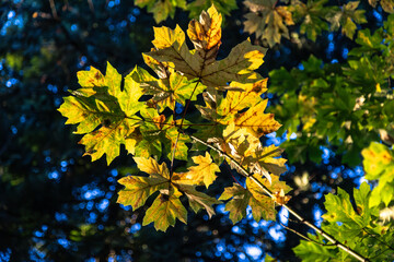 yellow maple leaves against blue sky