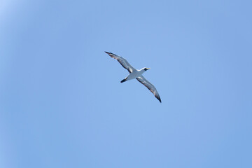 Morus bassanus bird over the Atlantic ocean bird Alcatraz  Rio de Janeiro Brazil