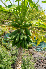 Tropical fruit trees in a plantation North of Tenerife in San Marcos Canary islands Spain