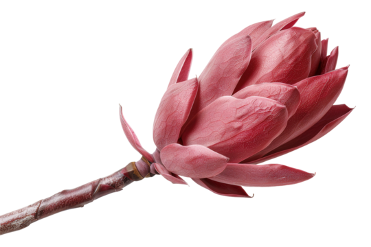 This stunning protea petal is showcased with crisp edges on a transparent background, highlighting its unique texture and vibrant pink hue for design use or botanical reference