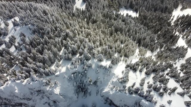 A fast downward drone tilt revealing a snowy mountain forest in winter, captured in crisp 4K