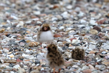 common tern chick