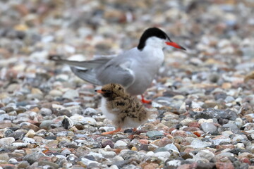 common tern chick