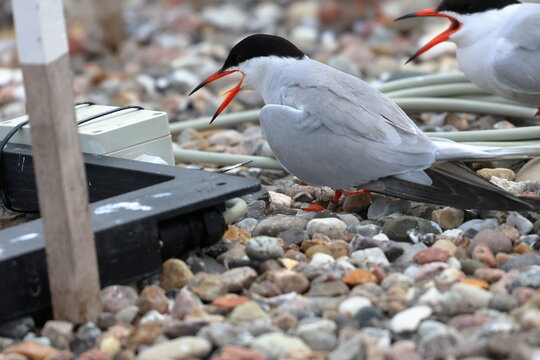 common tern - Powered by Adobe