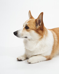 Side laying corgi glancing back over shoulder on bright white floor