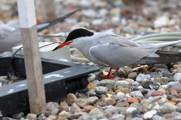 common tern