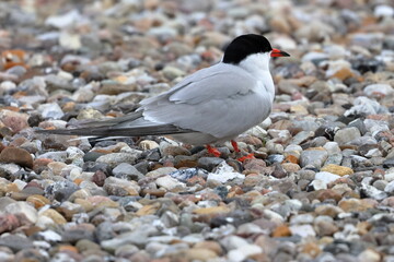 common tern