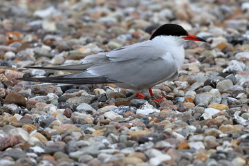 common tern