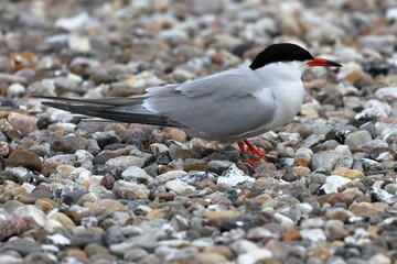 common tern
