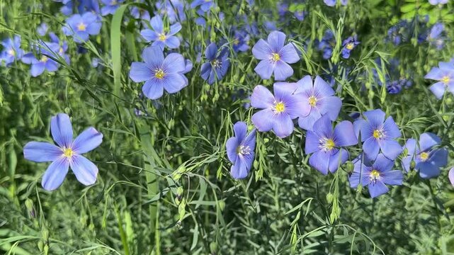 Blue flax linum flowers Linum lewisii in field.