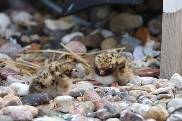 common tern chick