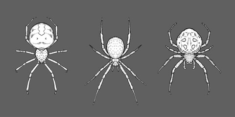 Hand-drawn spiders in detailed ink style on dark background, entomology concept.