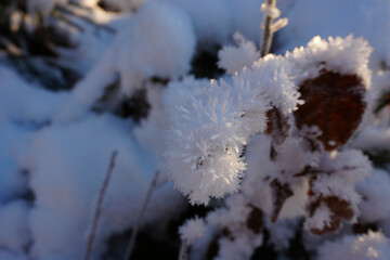 wunderschöne Winterlandschaft mit schneebedeckten Bäumen im Wald in Niedersachsen in Deutschland