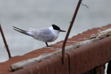 sandwich tern