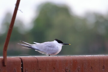 sandwich tern