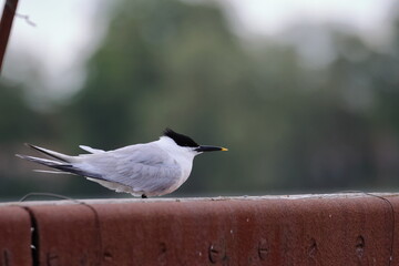sandwich tern