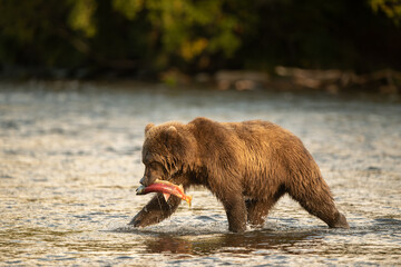 Alaskan brown bear with sockeye salmon at sunrise