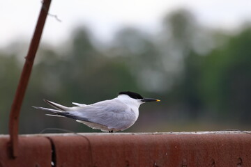 sandwich tern