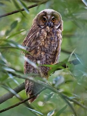 Uszatka (zwyczajna), sowa uszata, Asio otus, long-eared owl