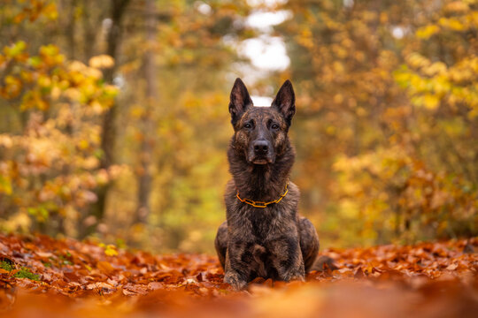 Brindle Dutch Shepherd Autumn portrait