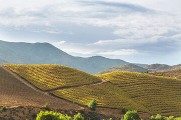 Naklejka premium Rural landscapes in Chile