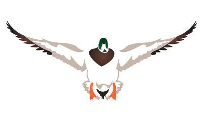 Minimalist Flying Mallard Duck Vector Illustration