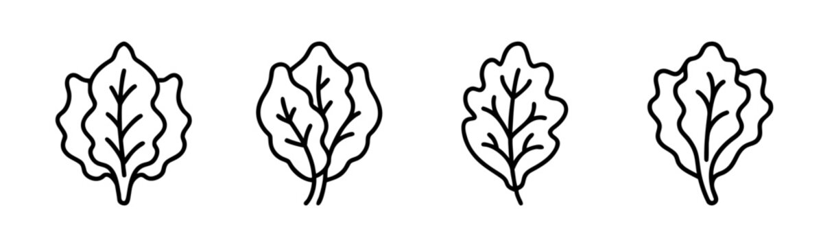 Vector red leaf lettuce illustration for healthy food and salad graphics